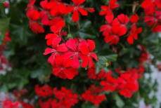 Три капли в воду — и шапки герани пышнее шевелюры Пушкина. Кущение буйное, цветы яркие