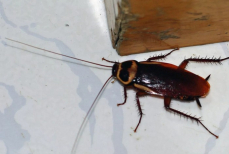 Тараканы убегут из дома как угорелые — если смогут. Ученые назвали натуральное средство от вредителей без химикатов