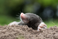 Раскрыт гуманный способ борьбы с кротами на участке — без жестокости и ядов. Зверьки «обидятся» и уйдут