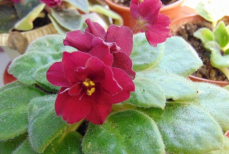 Один пакетик чая — и фиалки цветут как бешеные. Яркие цветы видны за километр