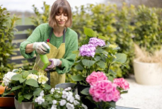 Такой метод полива оживит даже увядающие гортензии. Единицы знают о нем