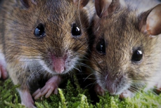 От мышей в доме не останется и следа. Как выгнать грызунов с помощью винной пробки