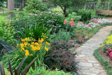 Защищают от беды и зла — вот какие цветы стоит посадить возле дома