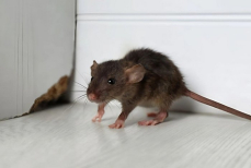 Раскрыт эффективный метод избавления от мышей и крыс — вызывает гибель грызунов. Безопасно для домашних животных