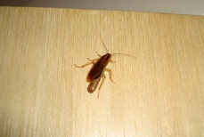 Спасение от тараканов найдено. Всего одно кулинарное вещество уничтожит мерзких вредителей