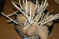 Не отходы, а ценный дар. Вот почему отростки картошки на вес золота