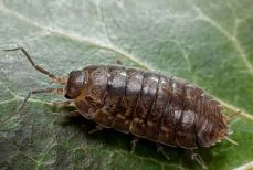 Мокрицы, чешуйницы и другие вредители. Как избавиться от мелких насекомых в ванной — берем соду и одну специю