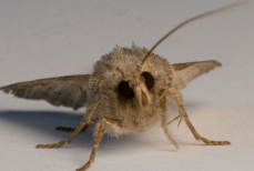 Моль боится этого, как огня — положите в шкаф, чтобы спасти любимые вещи, мех и обувь