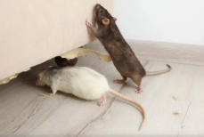 Мыши не выдержат такого «сюрприза». Изгоняем грызунов мощно, но гуманно — понадобится специя