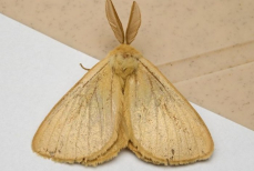 Как избавиться от моли без отравы и химии? Помогут эти простые средства — от коварных насекомых не будет и следа