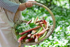 Опасно для почек. Избегайте этого овоща — в дуэте с «молочкой» он способствует образованию камней