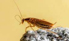 Две капли — и тараканы в ужасе сбегут из дома. Это копеечное средство прогонит насекомых раз и навсегда