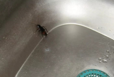 Всего несколько капель этого масла — и тараканы забудут к вам дорогу. Обращает вредителей в бегство