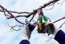 Не жгите их во дворе — что лучше всего сделать с ветками после обрезки деревьев