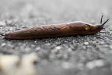 Съедят слизней, улиток и змей. Эти животные избавят от вредителей на огороде