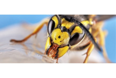 Что делать, если укусила оса — простой алгоритм действий