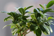 Добавьте 3 капли этого средства и фикус станет как с картинки 