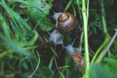Дачники, не вздумайте давить слизней на участке — вот как избавиться от вредителей