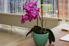 Как спасти чахнущую орхидею — просто пересадите её и проблем больше не будет