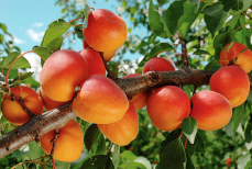 Врач назвала фрукт, сохраняющий здоровье глаз и молодость кожи