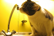 Коммунальные счета на воду растут? Эти два метода помогут вам платить меньше