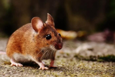 Боятся, как огня. Как сделать простое средство от мышей