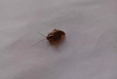 Это масло убережет вас от тараканов. Насекомые забудут к вам дорогу, а в квартире будет приятно и уютно