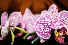 Одно идеальное место для орхидеи. Здесь она будет цвести непрерывно