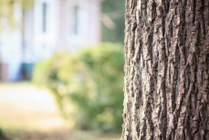 Защита или вред — нужно ли белить деревья весной