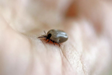 Не просто средство, а «железный купол» от клещей. Нанесите на открытые участки тела — ни один кровосос не подберется