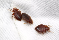 Клопы бегут прочь после применения этих средств — их аромат невыносим для вредителей