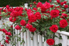 Чем и сколько раз подкармливать розы весной, чтобы цвели целое лето