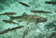 Названы повышающие риск развития рака виды рыб