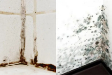 Как вывести плесень из ванной за один час — этот простой раствор поможет избавиться от грибка навсегда