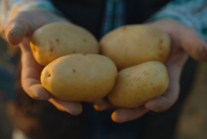 Как вырастить картофель без огорода — садовод назвал гениальный метод