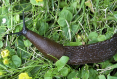 Слизни уползут с участка навсегда — просто обработайте этим раствором. Готовится на на раз-два