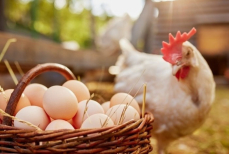 В каких случаях чай и яйца могут навредить — объяснил доктор Мясников