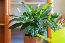 Эти три растения очищают воздух и поглощают плесень. Больше никакого грибка на стенах