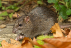 Мыши будут убегать сами — три растения, которые стоит посадить возле дома