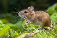 Кладем растение в металлическую банку — и мышиный полк отступит. Эффективный способ борьбы с назойливыми грызунами