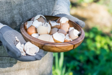 Можно ли употреблять в пищу яичную скорлупу? Врач дал ответ