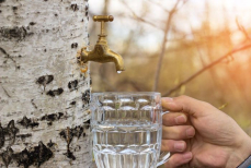 Полезен ли берёзовый сок