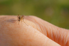Новый препарат превращает человеческую кровь в оружие против комаров