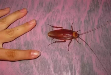 Химикаты в сторону. Названо средство, которое спасет от тараканов — больше ни один прусак не выживет