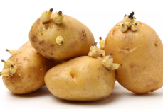 Токсиколог предупредил об опасности пророщенного картофеля для здоровья