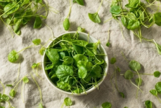 Одна из самых богатых на планете. Гастроэнтеролог назвала зелень, которая помогает омолодиться