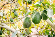 Вместо дорого авокадо — этот дешёвый овощ, в котором много полезных витаминов