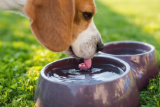 Почему нельзя позволять собаке пить из общественных мисок