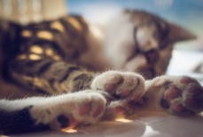 Хозяин 30-летней кошки раскрыл секреты продолжительной жизни питомицы