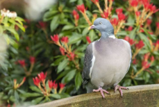 Чем отпугнуть голубей с огорода и сада — вот что нужно там посадить